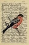 Vintage Bullfinch Dictionary Page