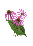 Vintage Clipart Echinacea Flowers