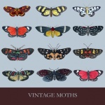 Vintage Colorful Moths Set
