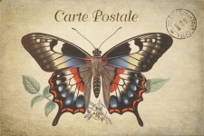 Vintage French Butterfly Postcard