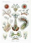 Vintage Haeckel Sea Moss Animals