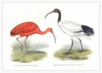 Vintage Ibis Bird Illustration