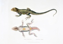 Vintage Illustration Lizard
