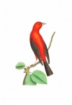 Vintage Illustration Red Bird