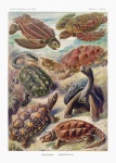 Vintage Illustration Turtles