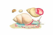 Vintage Illustration Snails