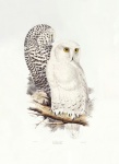 Vintage Illustration Snowy Owl