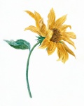 Vintage Illustration Sunflower
