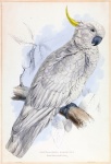 Vintage Cockatoo Parrot Bird