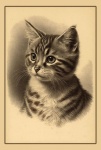 Vintage Kitten Cat Portrait