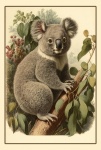 Vintage Koala Bear Portrait