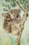Vintage Koala Bear Print