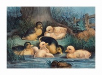Vintage Art Duckling Chick