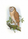 Vintage Art Owl Bird