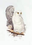 Vintage Art Owls Birds