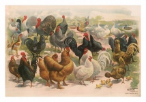 Vintage Art Farm Animals