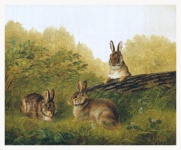 Vintage Art Hare Meadow