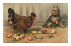Vintage Art Chickens Dog