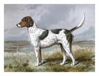 Vintage Art Dog Hound