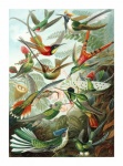 Vintage Art Hummingbird Birds