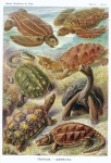 Vintage Art Turtles Haeckel
