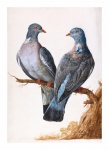 Vintage Art Pigeons Birds