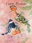 Vintage Art Birds Hoopoe