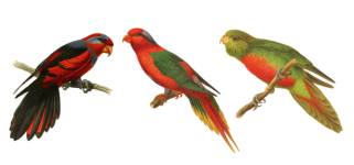 Vintage Parrot Bird Clipart