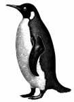 Vintage Penguin Art Print