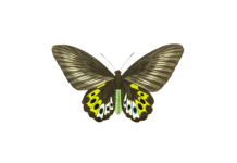Vintage Butterfly Clipart