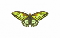 Vintage Butterfly Clipart