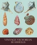 Vintage Seashells Shells