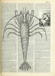 Vintage Shrimp Art Illustration