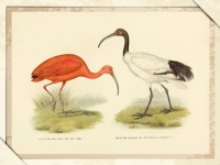Vintage Bird Ibis Illustration