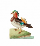 Vintage Bird Mandarin Duck Duck