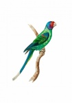 Vintage Bird Parrot Amazone