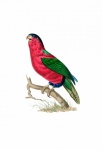 Vintage Bird Parrot Amazone