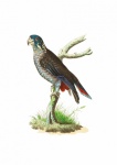 Vintage Bird Parrot Illustration