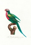 Vintage Bird Parrot Illustration