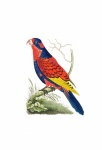 Vintage Bird Parrot Lori