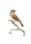 Vintage Bird Sparrow Sparrow