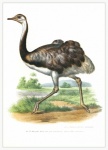 Vintage Ostrich Illustration