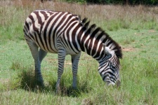 Zebra Grazing On Green Grass