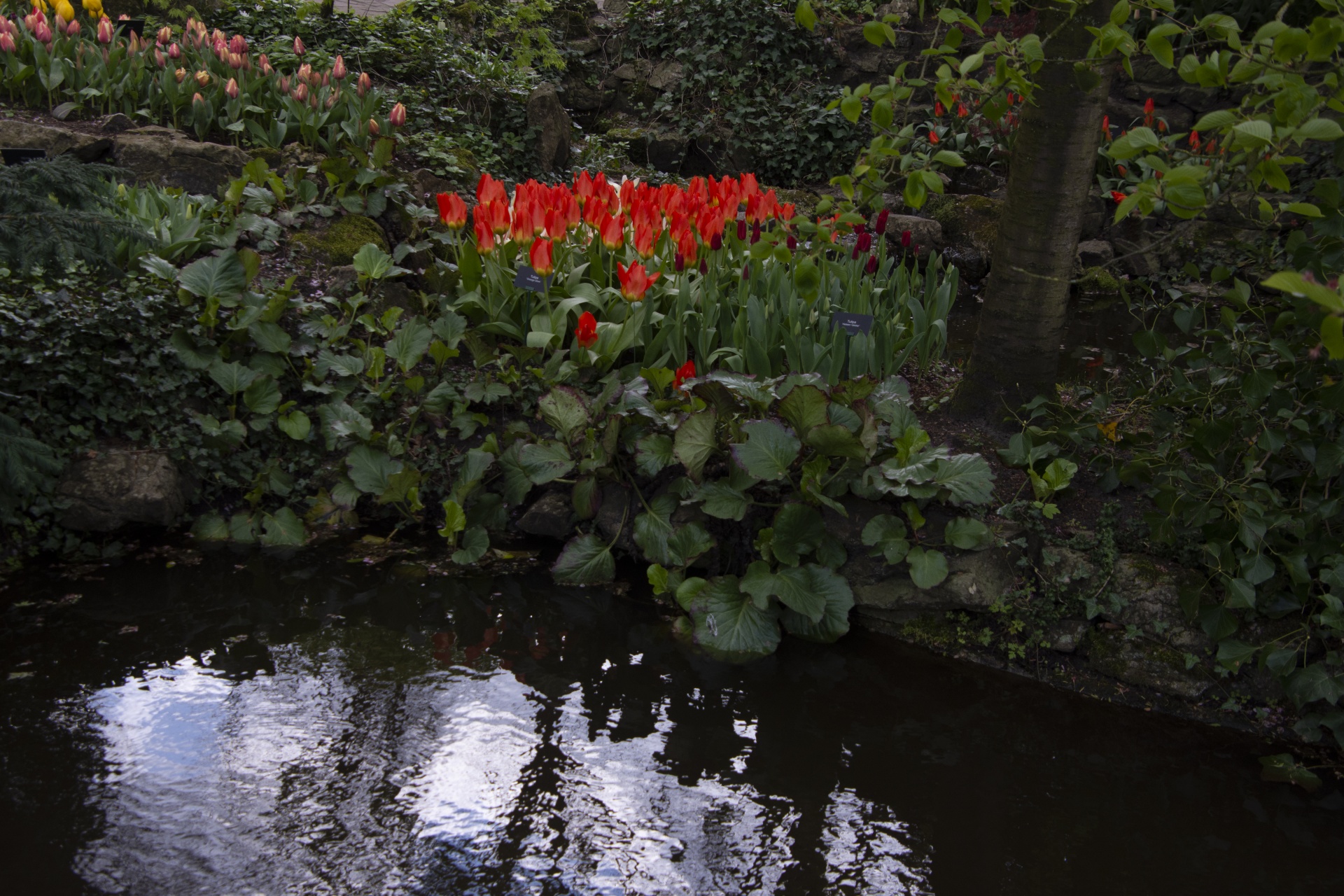 Red Tulips By A Pond