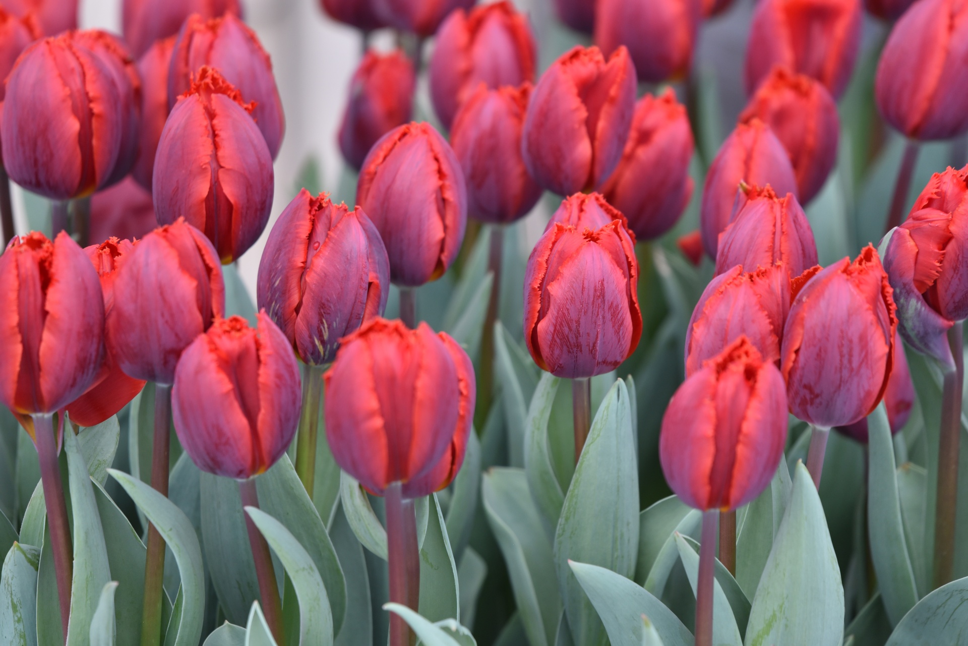 Red Tulips Background Free Stock Photo Public Domain Pictures