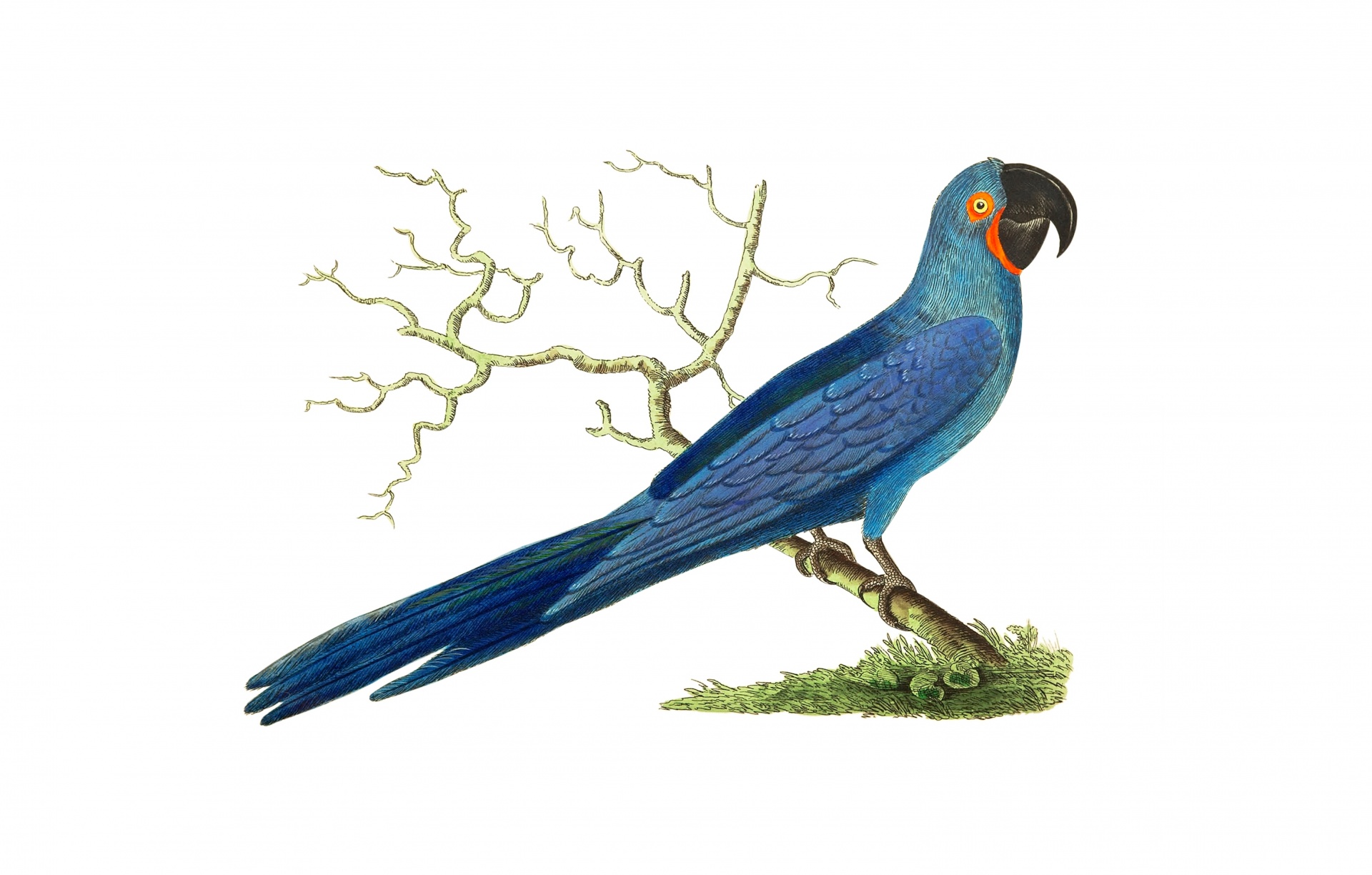 Vintage Macaw Parrot Bird