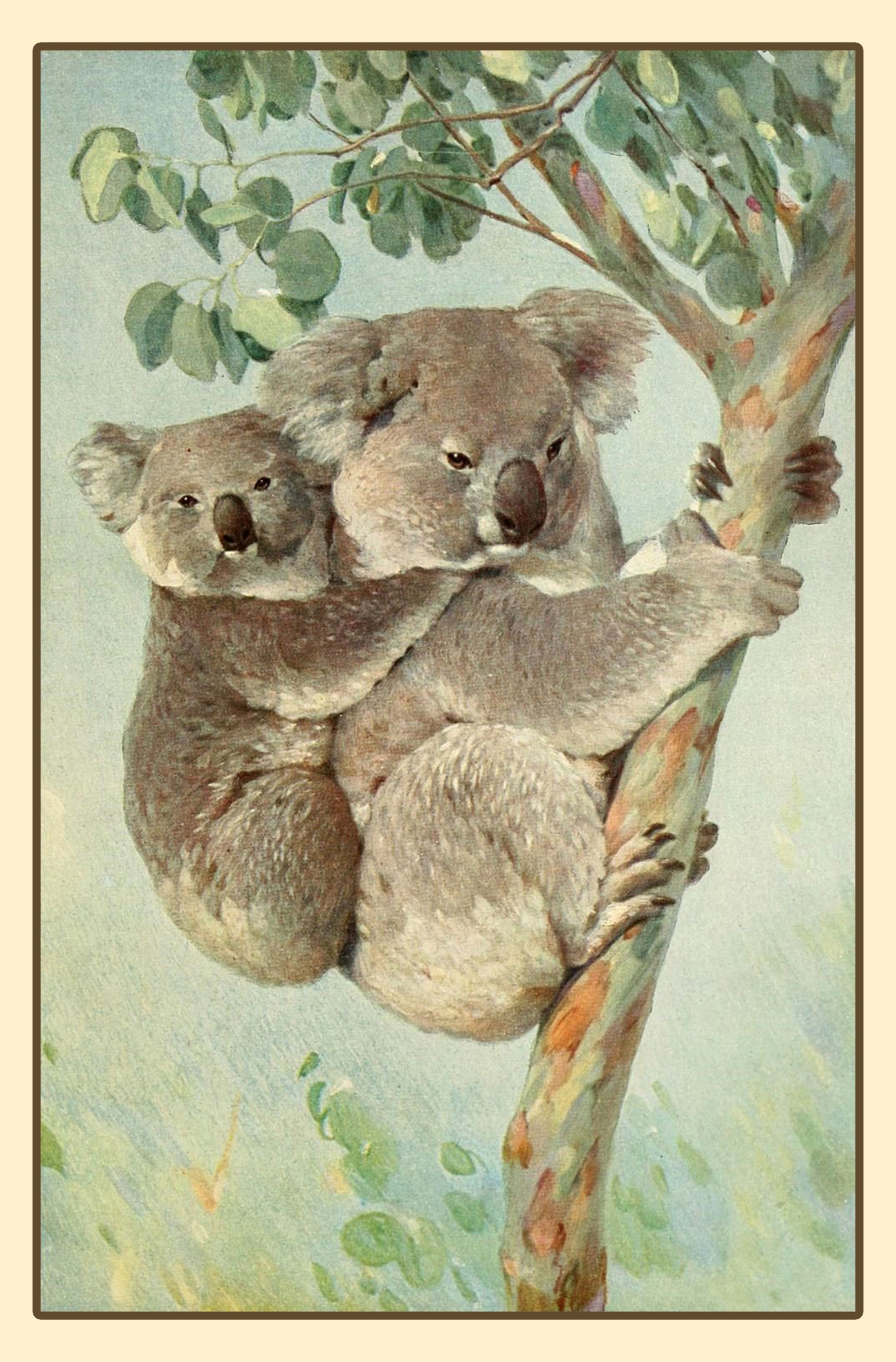 Vintage Koala Bear Portrait