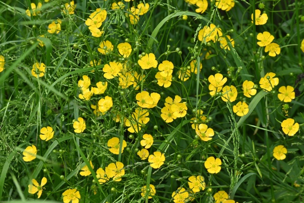 žluté květy Stock Fotka zdarma - Public Domain Pictures
