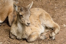 Alpine Ibex Baby