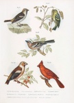 Old Vintage Illustration Of Birds